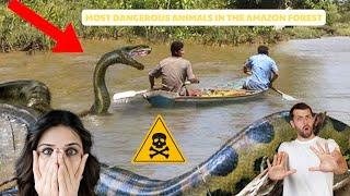 Most Dangerous Animals In The Amazon Forest!! Run And Ask For Help If You See Them