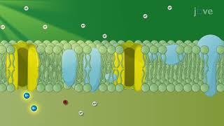 Light Reactions