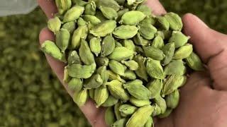 Buy Green Cardamom (Elaichi) Wholesale from Idukki, Kerala | Direct from Farmers  #wholesale