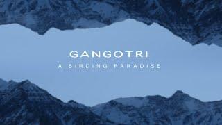 Gangotri_ a birding paradise