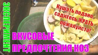 Чем лучше кормить коз? Мой эксперимент #козоводство