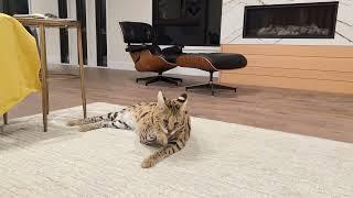 Dinner and surveillance footage of Chloe the Serval