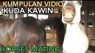 Kumpulan Kuda Kawin | HORSES Mating
