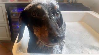 WHEN MINI DACHSHUND WANTS TO TAKE A BATH...