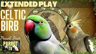 Celtic Birb | Medieval Fantasy Gaming Music for Birds | EXTENDED PLAY | TV for Your Bird Room