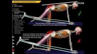 Gluteus Maximus - Kickback