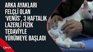 Arka ayakları felçli olan ‘Venüs’, 3 haftalık lazerli fizik tedaviyle yürümeye başladı