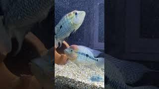 Rio Magdalena Umbee Cichlid pair #cichlid #aquarium #umbee