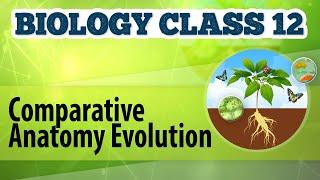 Comparative Anatomy Evolution - Origin and Evolution of Life - Biology Class 12