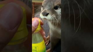 Can You Help Me Open It? #shorts #aty #otter #WaterSausage