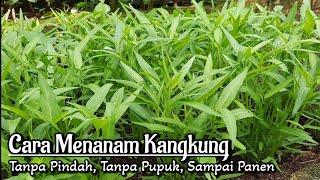 Cara Cepat Menanam Kangkung Dari Biji Sampai Panen Tanpa Pindah