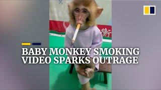 Baby monkey smoking video sparks outrage in China