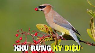 Sự Kỳ Diệu Của Khu Rừng | Khám Phá Thế Giới Động Vật Hoang Dã