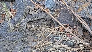 Rattlesnake Shedding