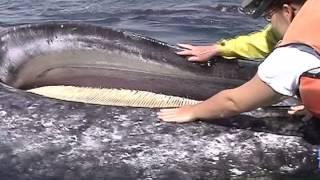 Gray Whale Baleen - San Ignacio Lagoon