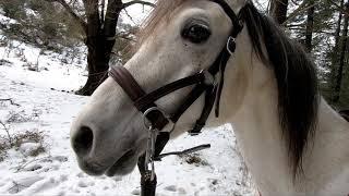 Ruta a caballo por la nieve  Audio real. Euskadi. Pais Vasco.