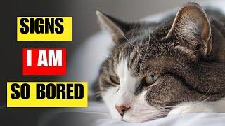 8 signs your cat is really bored | How you can fix it