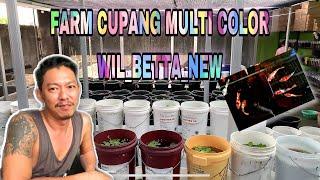 PENJUAL IKAN CUPANG MULTICOLOR DI CILEGON BANTEN | WIL_BETTA_NEW | CUPANG MULTICOLOR NYA MEWAH