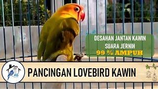 SUARA PANCINGAN KAWIN LOVEBIRD (DESAHAN SUARA JANTAN) 1.0