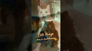 We love our cute cats! #theccu #cat #blackcat #catshorts #catvideos #christmas #ilovecats #cute