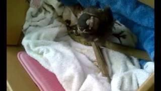 Feeding a young Australian Magpie