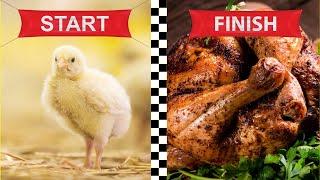 How To Raise Your OWN Meat Birds - Start To Finish