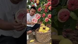 Pomelo fruit