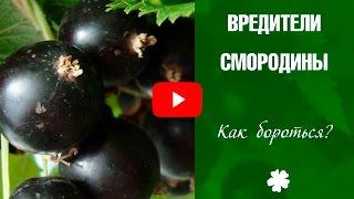 Вредители смородины  Чем обрабатывать смородину весной и осенью? Советы от эксперта