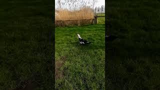 FUNNY DUCKS  #shorts #ducks #funnyvideos #childrensfarm