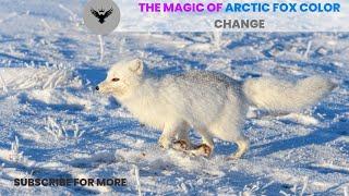 The Magic of Arctic Fox Color Change