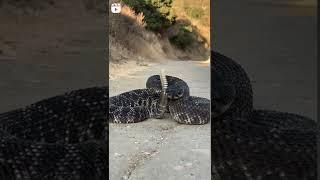 Black mamba snake #short #snake #video