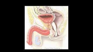 Массаж простаты в домашних условиях