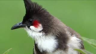 Bird Sound Spectaculaire : Morning Bird Song