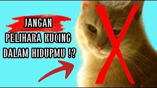 DON'T CARE A CAT IN YOUR LIFE  || psychology || Motivator Tedy Wong