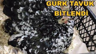 BİTLENEN GURK TAVUK ÖLDÜ MÜ ? KÜMESTE TEMİZLİK YAPIYORUM