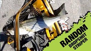 Surprise Castaic Lake Striped Bass on the Dropshot!