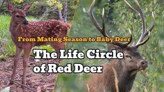 FOREST SECRETS UNVEILED: From STAG FIGHTS to RED DEER CALF