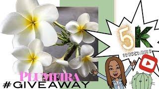 PLUMERIA GIVE AWAY|| A girl with a garden