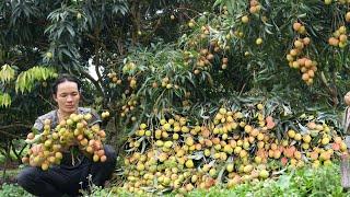 Zon harvests lychees goes to market sell, Vàng Hoa