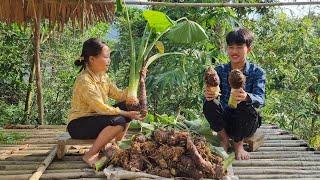 Two brothers harvest taro to bring to the market to sell, Life of two orphan brothers, Ly Dinh Quang