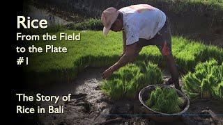 [1/2] Story of the Rice in Bali