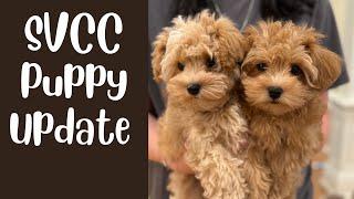 Puppy Update on Aug 19 from SVCC Schnauzers