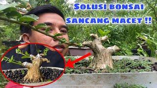 Membuat bonsai sancang mame prospek !!