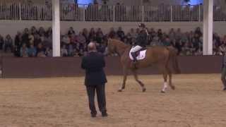 Showjumping -  Laura Renwick -Masterclass-Young Horses