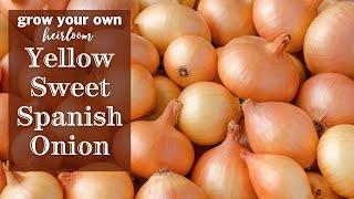 Sow Right Seeds | Yellow Sweet Spanish Onion