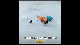 Ayam bertarung - Petarung kecil