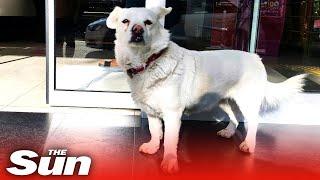 Loyal dog waits outside hospital for sick owner day after day