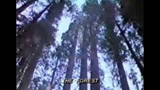 [FREE] Clams Casino x Cloud Rap Type Beat "The Forest" (prod. sour) 2024