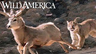 Wild America | S3 E1 Antlered Kingdom | Full Episode HD