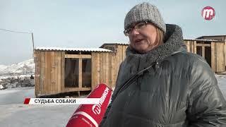 Бездомных собак из Якутии могут вернуть обратно